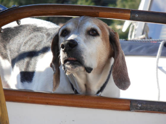 Dog.JPG